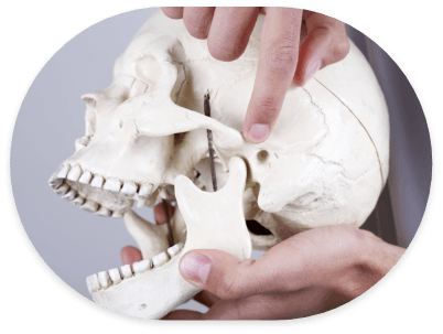 Hand holding a skull and pointing to the jaw joint